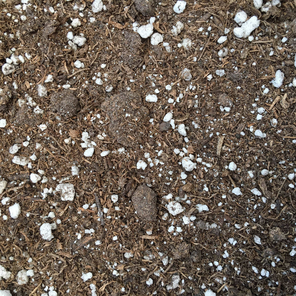 Starter Kit for 1 Large Plug