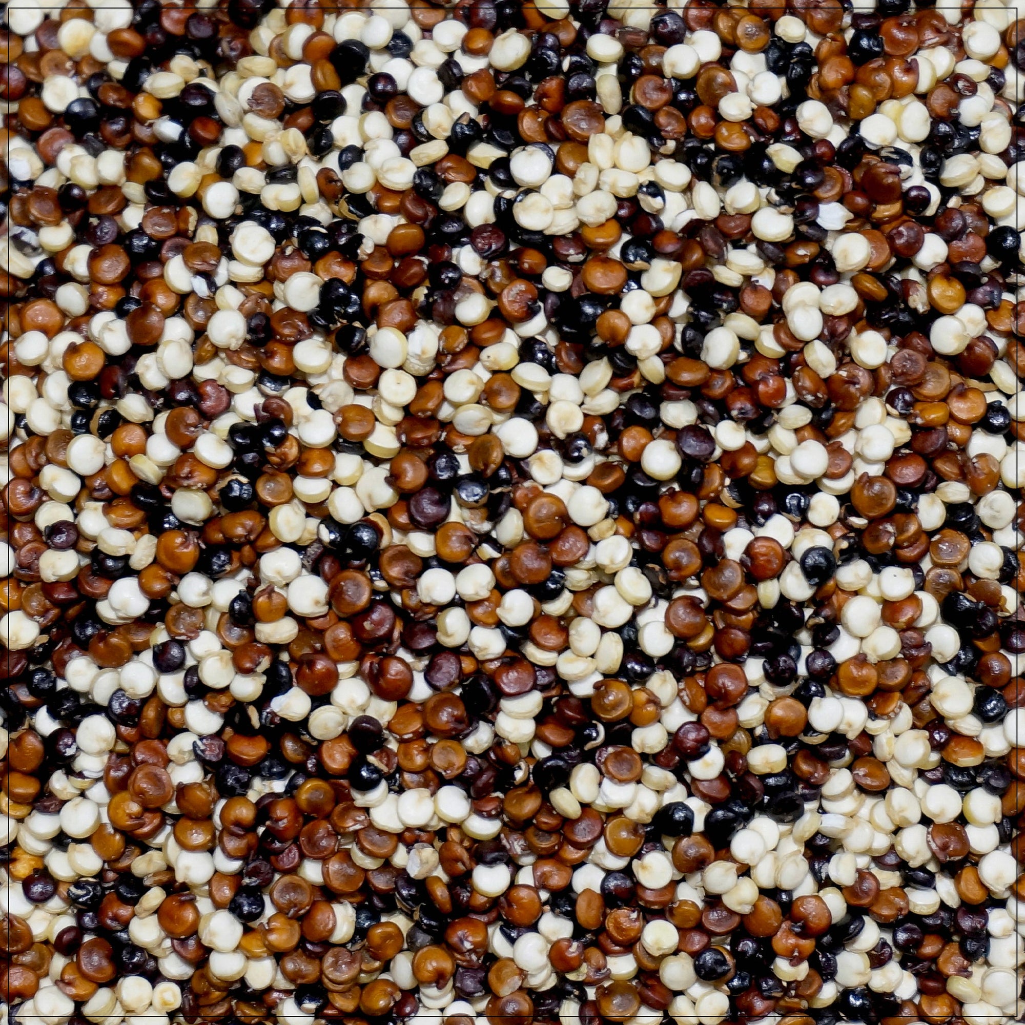 Tri-Color Quinoa