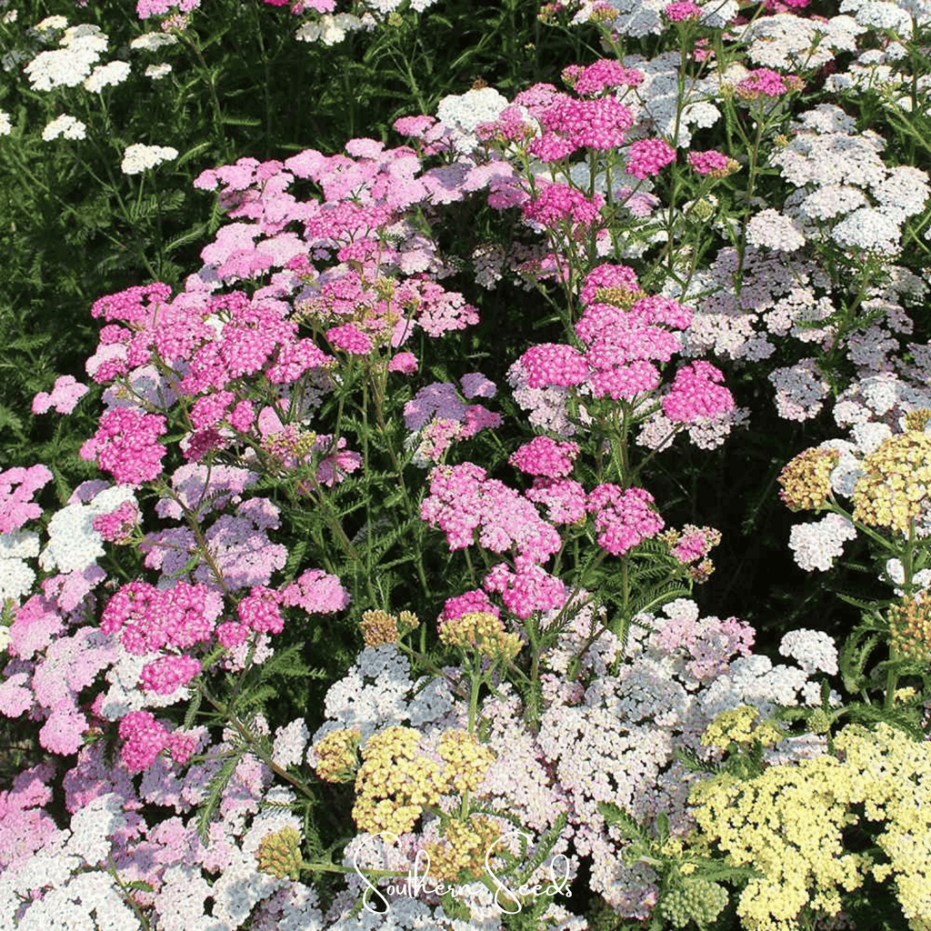 Colorado Mix Yarrow – 50 Seeds