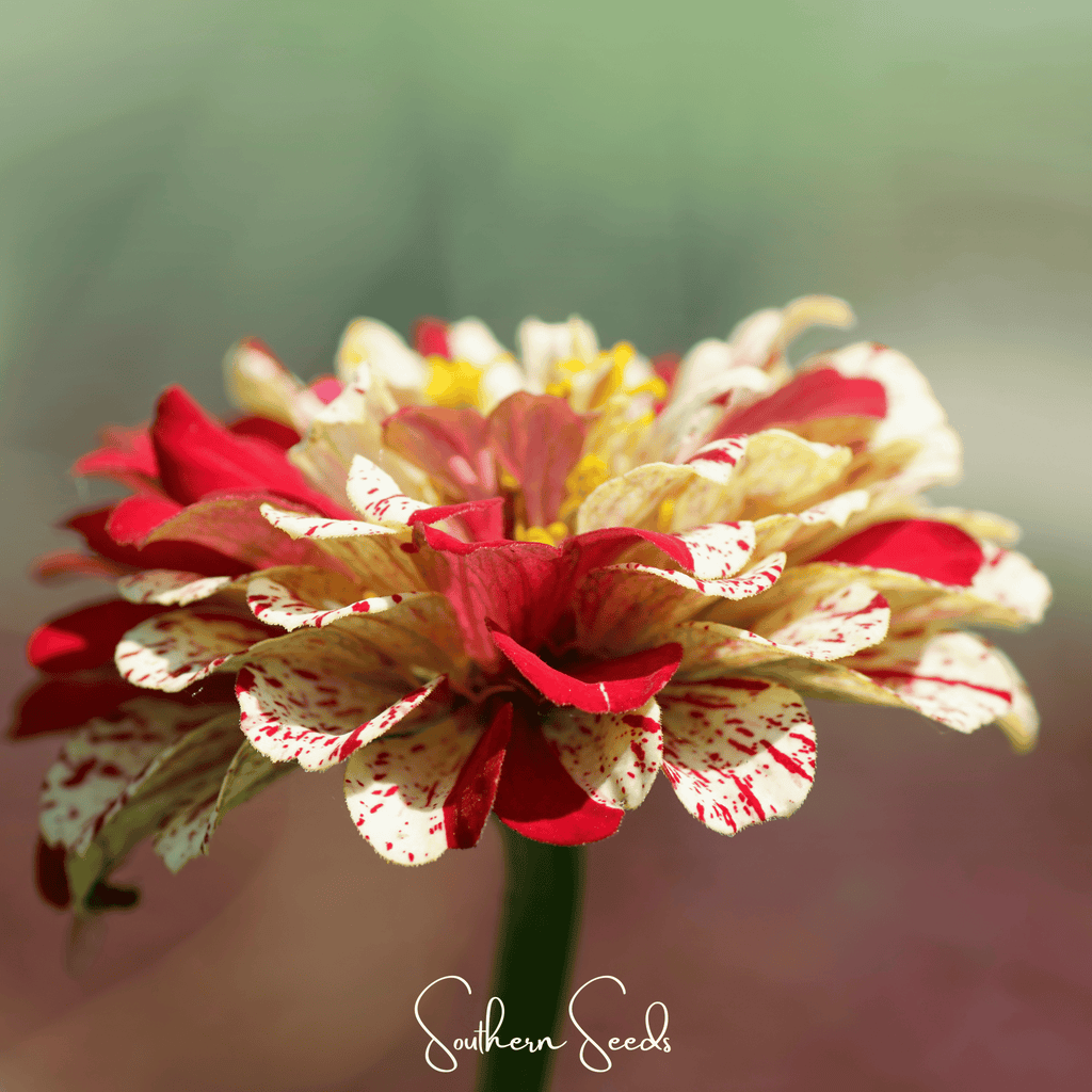 Peppermint Stick Zinnia – 50 Seeds