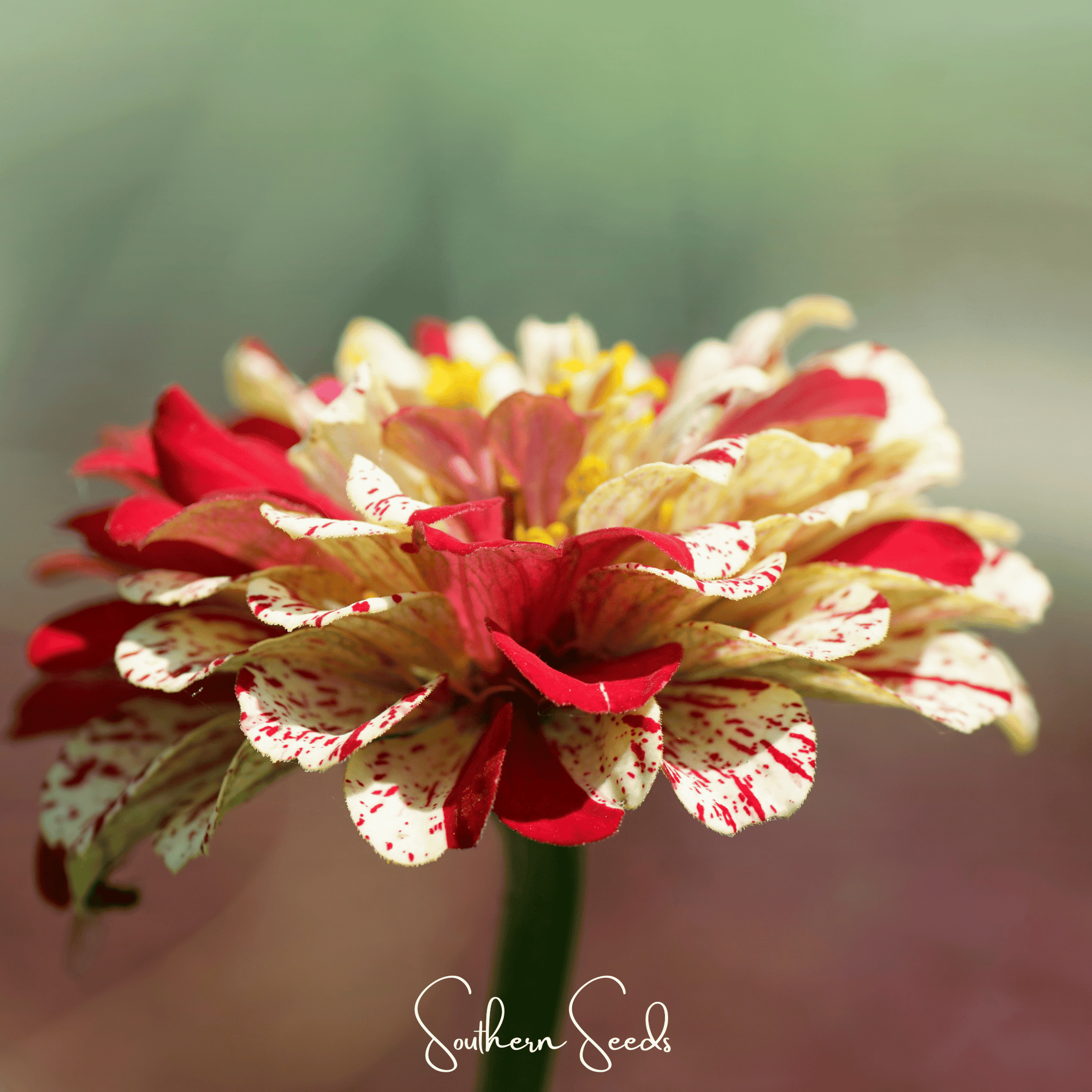 Peppermint Stick Zinnia – 50 Seeds