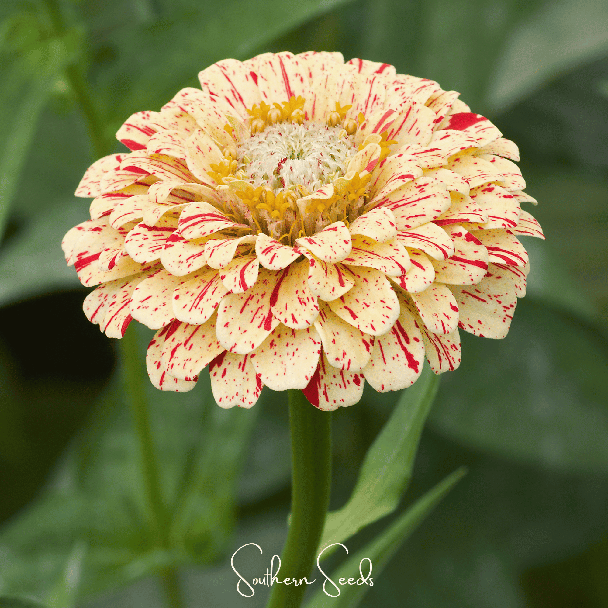 Peppermint Stick Zinnia – 50 Seeds